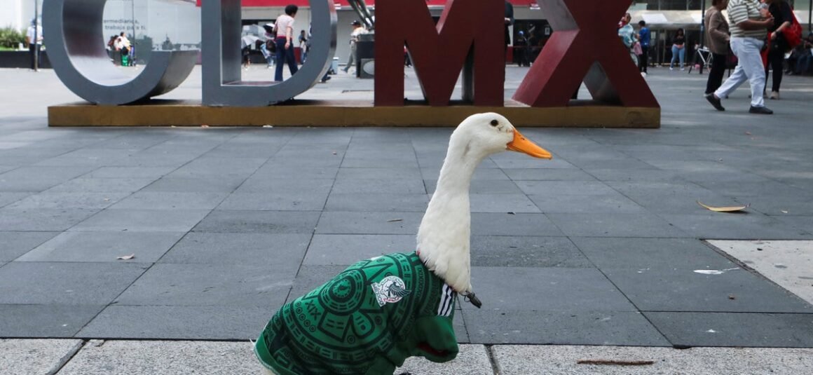 Merlin the Duck Denied… Merlin the Duck Denied…