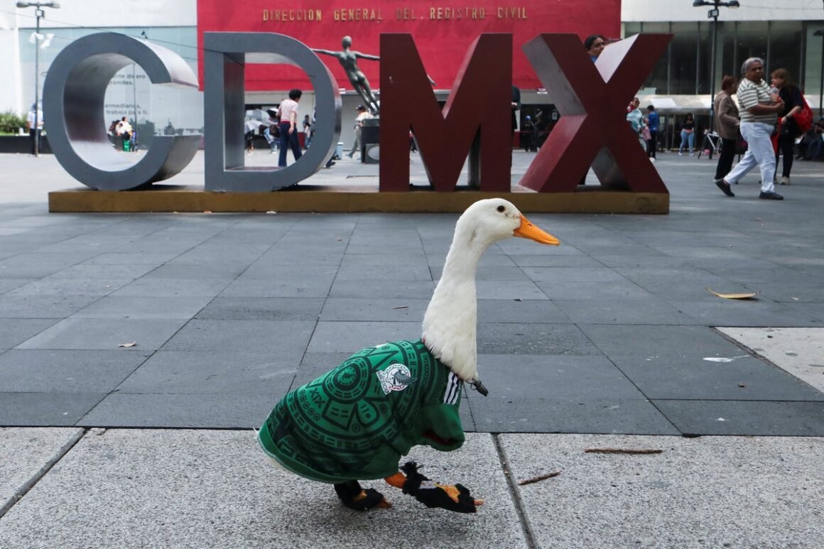 Merlin the Duck Denied…