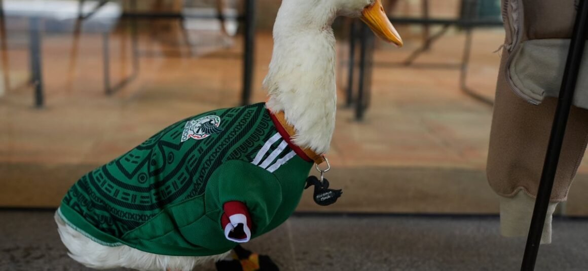 How Merlin the Duck Became…