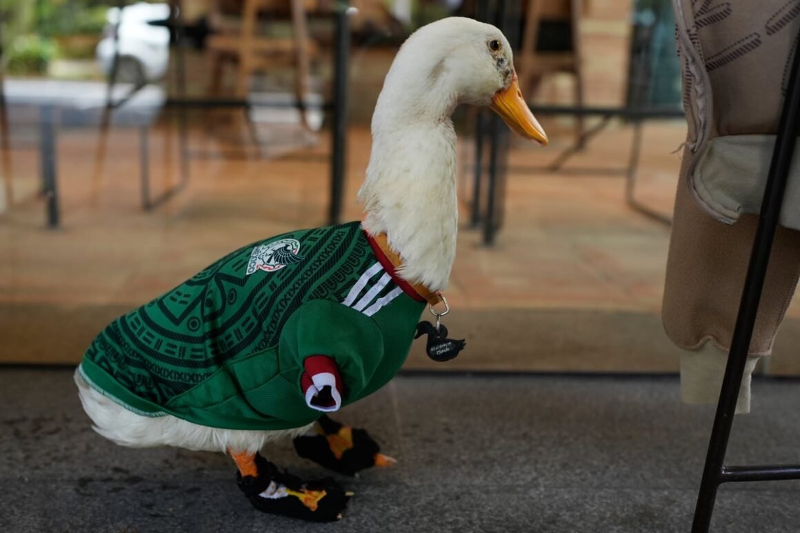 How Merlin the Duck Became… How Merlin the Duck Became…